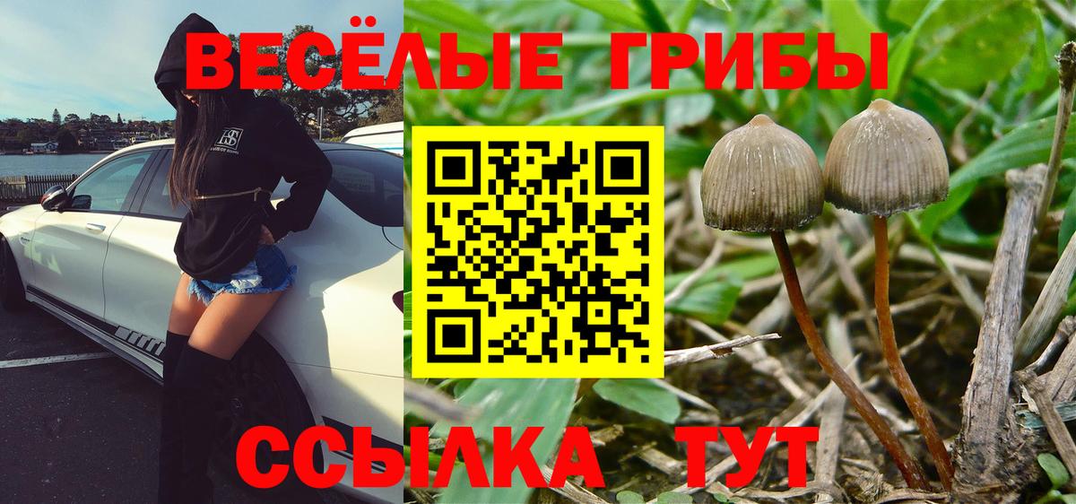Галлюциногенные грибы прущие грибы  Вход с VPN  Александров 